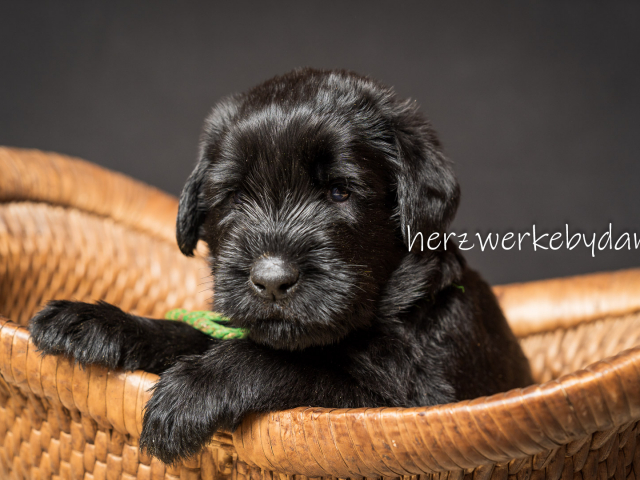 Herr Dunkelgrün nach 30 Tagen